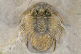 Rare, Spiny Kolihapeltis Trilobite - Atchana, Morocco #255448-4